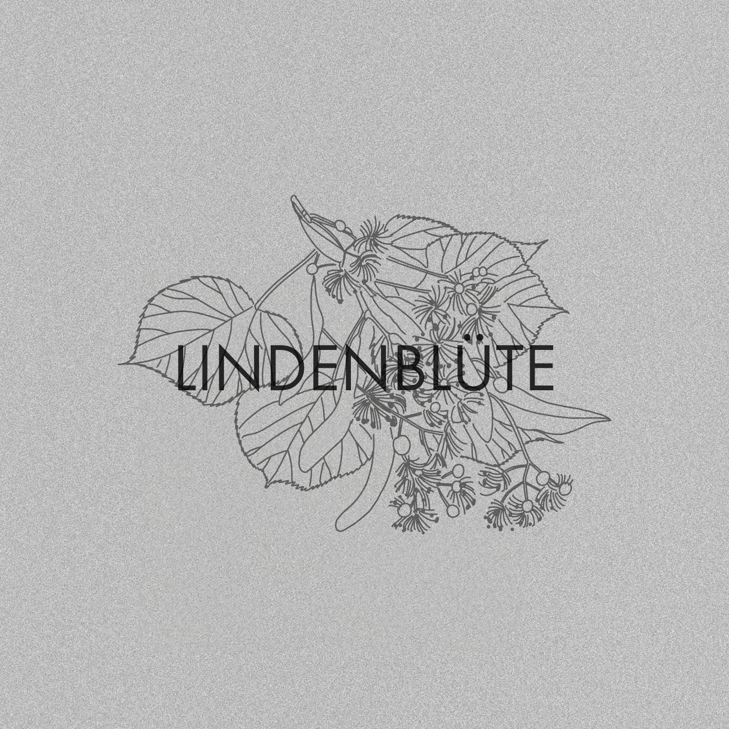 Lindenblüte