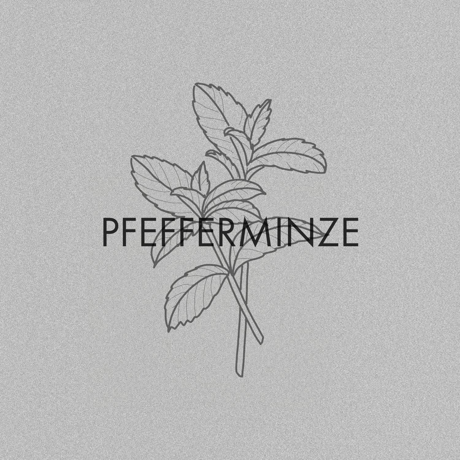 Pfefferminze