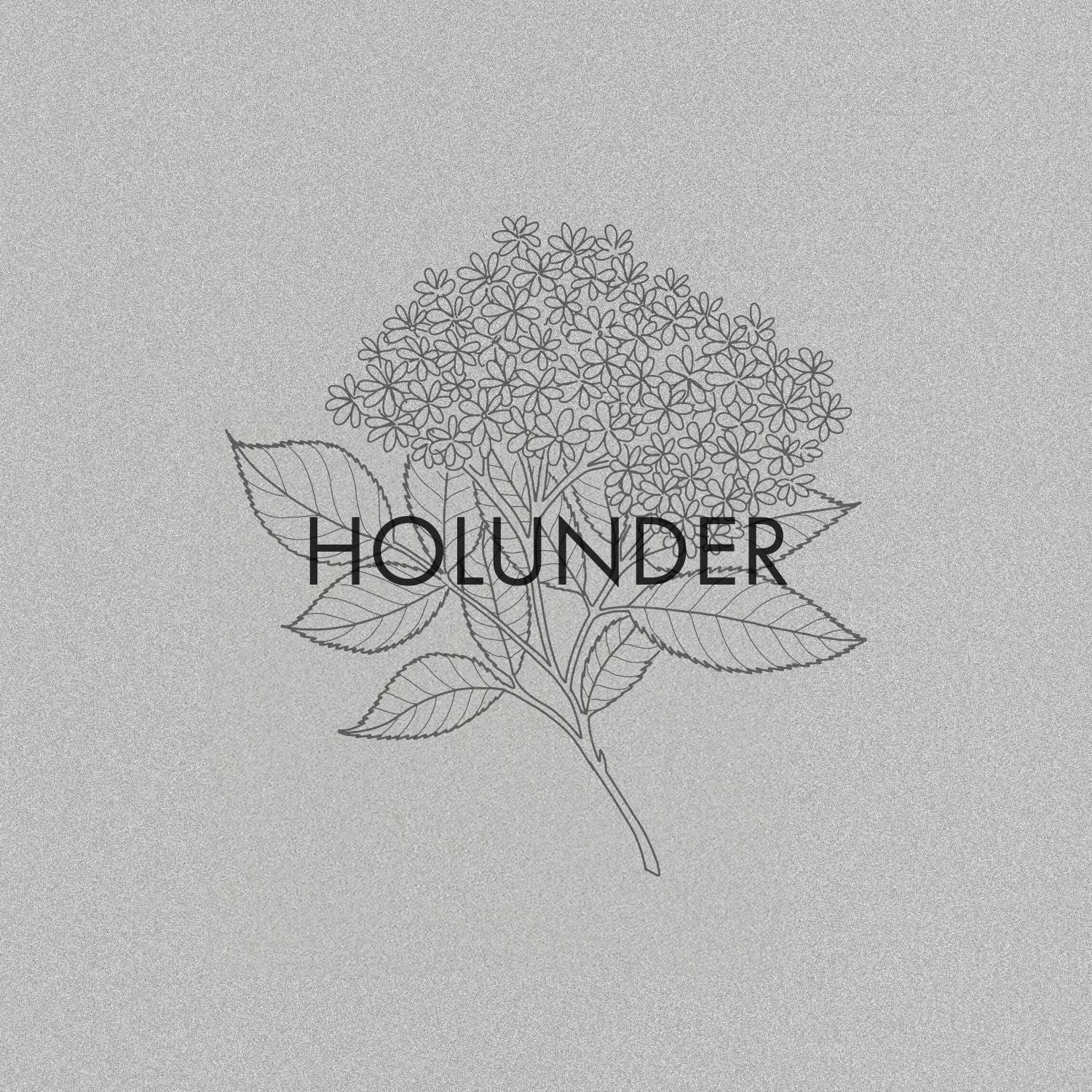Holunder