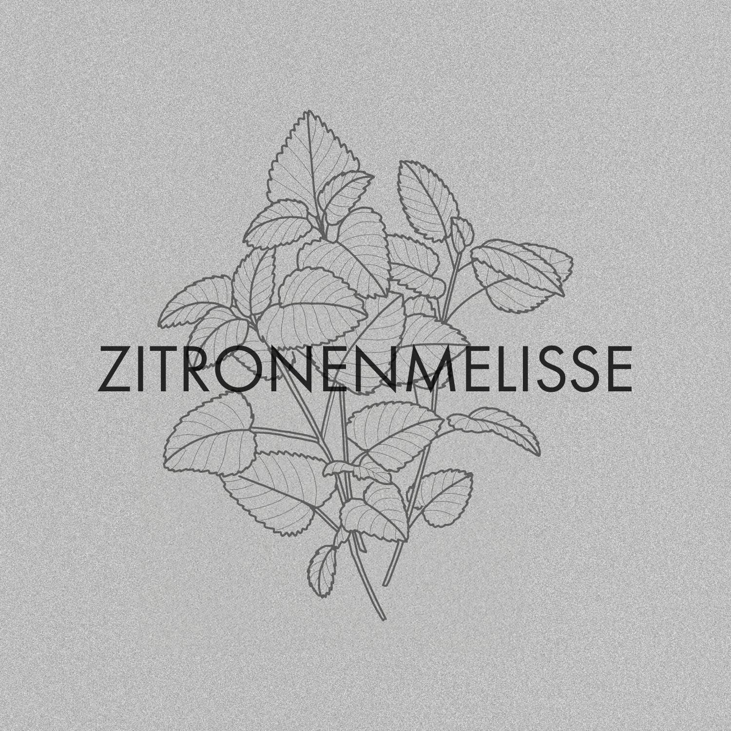 Zitronenmelisse